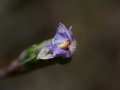 Thelymitra colensoi