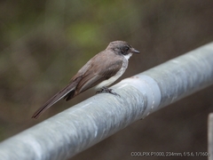 Rhipidura rufiventris