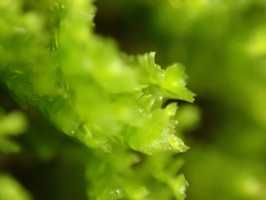 Tetraphis pellucida