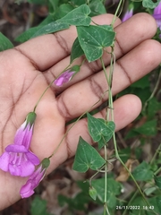Maurandya scandens