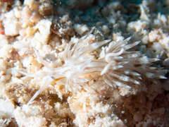 Dondice occidentalis