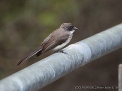 Rhipidura rufiventris