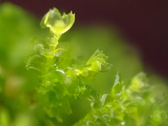 Tetraphis pellucida