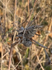 Rabdophaga strobiloides