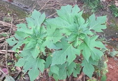 Tithonia diversifolia