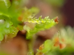 Tetraphis pellucida