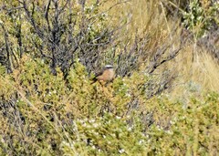 Ochthoeca oenanthoides