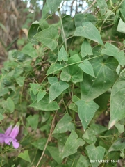 Maurandya scandens
