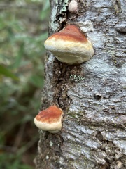 Fomitopsis
