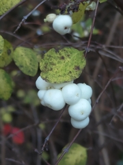 Symphoricarpos albus