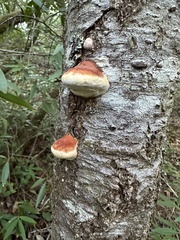 Fomitopsis