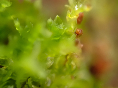 Tetraphis pellucida