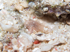 Antennarius pauciradiatus