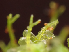 Tetraphis pellucida