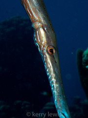 Aulostomus maculatus