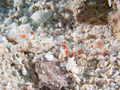 Stenopus
