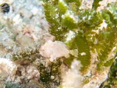 Antennarius pauciradiatus