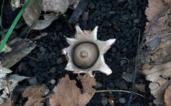Geastrum morganii
