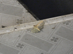 Herpetogramma bipunctalis