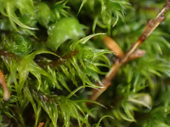 Racomitrium heterostichum