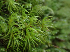 Racomitrium heterostichum
