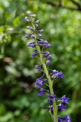 Delphinium glaucum