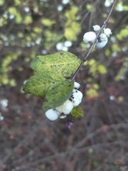 Symphoricarpos albus