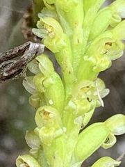 Microtis atrata