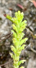 Microtis atrata