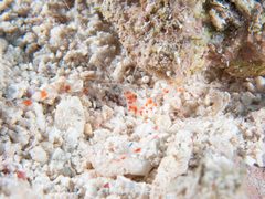 Stenopus