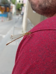 Austrolestes