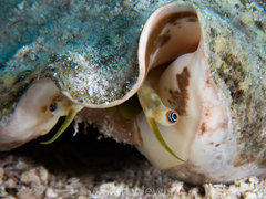 Macrostrombus costatus