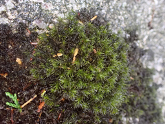 Racomitrium heterostichum