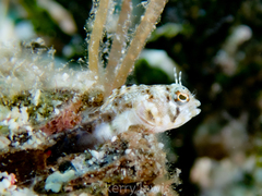 Emblemaria pandionis