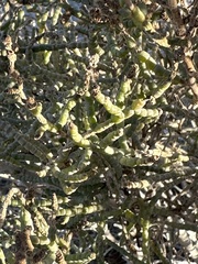 Allenrolfea occidentalis