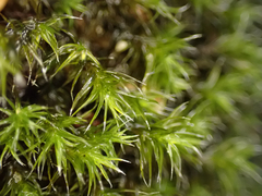 Racomitrium heterostichum