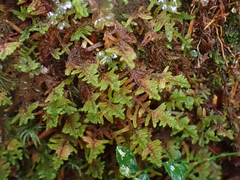 Stereodon subimponens