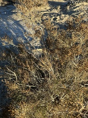 Allenrolfea occidentalis