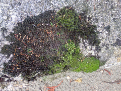 Racomitrium heterostichum