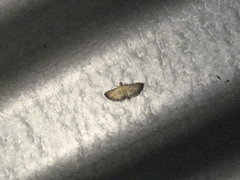 Salbia flabellalis