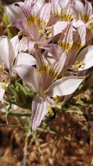 Alstroemeriaceae
