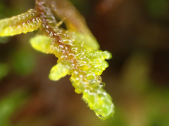 Stereodon subimponens