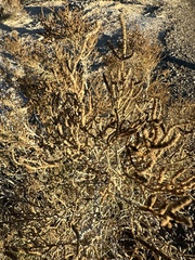 Allenrolfea occidentalis