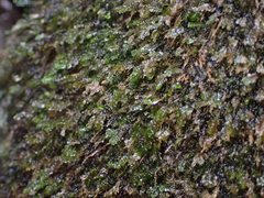 Chiloscyphus polyanthos