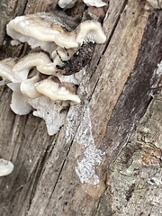Euparius marmoreus