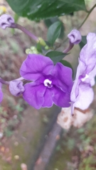 Brunfelsia