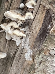 Euparius marmoreus