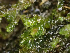 Chiloscyphus polyanthos