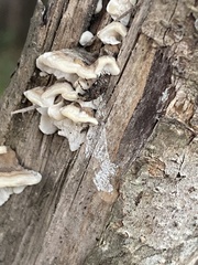 Euparius marmoreus