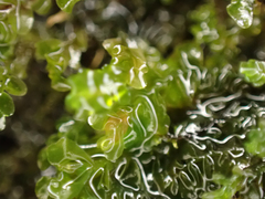 Chiloscyphus polyanthos